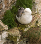 Fulmar