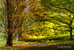 Sunlight in the Forest