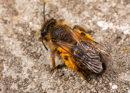 [i]Andrena flavipes[/i] female. Cubbington churchyard, Warwickshire, March 2012.