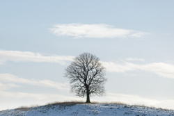 The Low tree