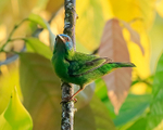 Blue Dacnis (female), Osa Peninsula, Costa Rica