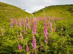Little Caradoc foxgloves