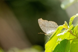 Grey Pansy