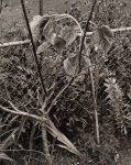 My Garden, Missouri, 1994