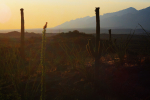Desert Exposure