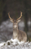 FALLOW DEER ref FD 1a