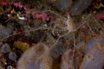 Macropodia rostrata