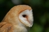 Barn Owl