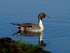 Pintail