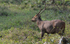 Oak deer