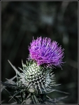 Feeling_Thorny
