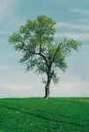 TheTree2007Layer2