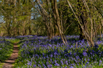 Bluebells