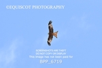 BPP_6719