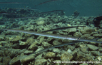 RS029: Cornetfish