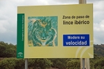 Iberian Lynx