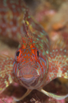 Parablennius ruber