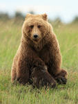 Brown Bear cub being fed, Silver Salmon Creek, Lake Clark NP, Alaska