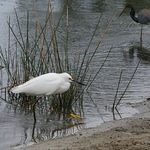 Ibis-870x750_0908