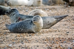 Common Seals