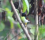 Purple Rumped Sunbird