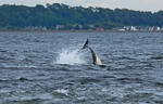 Bottlenose Dolphin