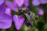 Melecta albifrons