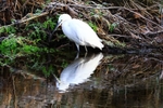Little Egret