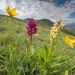 Wild Tulips (Tulipa sylvestris subsp autralis.  also T. australis) with magenta and yellow Elderflower orchid (Dactylorhiza sambucina) 