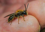 Andrena clarkella portfolio