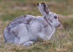 Mountain Hare portfolio