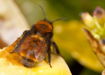Andrena fulva (f)