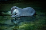 Asian small-clawed otter RLP_5097-1583