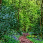 Bluebells in Codora Woods
