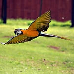 welsh mountain zoo parrot