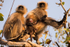 Hanuman Langur