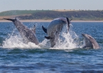 Bottlenose Dolphins portfolio