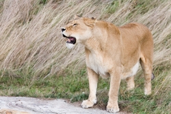 LionessGeorge Cox