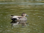 Gadwall