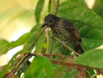 Black-hooded Antshrike (female) perched on a branch at the forest edge