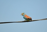 Roller
