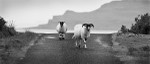 Sheep on Mull