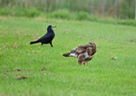 Common Buzzard