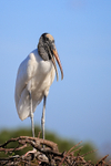 Wood Stork with open bill, Wakodahatchee Wetlands, Florida