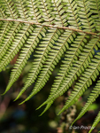 Uniformity in Nature