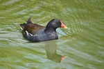 Moorhen