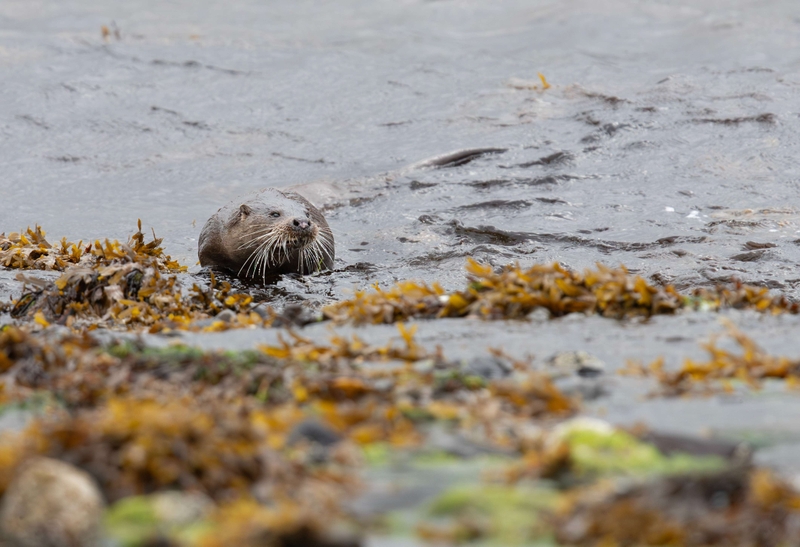 Eurasian Otter - Isle of Mull - Scotland