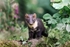 Pine Marten