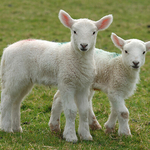 Baby Lambs, Ireland