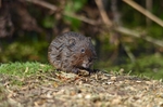 Water Vole